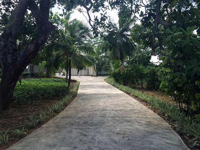 Tea plantation, cinnamon, sustainable, vegetable garden